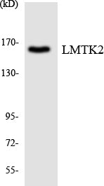 Western blot analysis of extracts from LOVO cells, using LMTK2 Antibody.