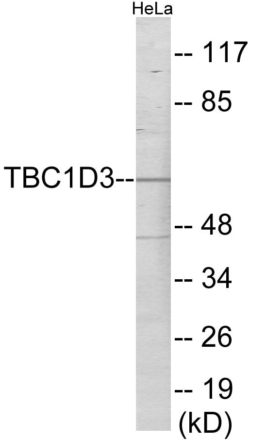 Western blot analysis of extracts from HeLa cells, using TBC1D3 Antibody. The lane on the right is treated with the synthesized peptide.