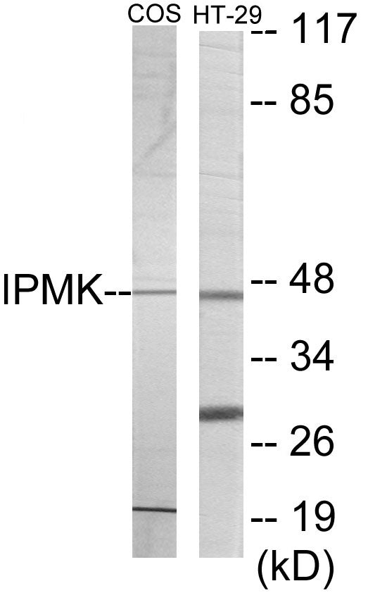Western blot analysis of extracts from HT-29/COS7 cells, using IPMK Antibody. The lane on the right is treated with the synthesized peptide.