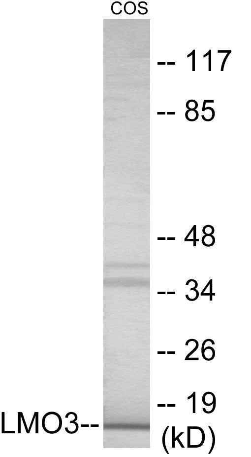 Western blot analysis of extracts from COS7 cells, using LMO3 Antibody. The lane on the right is treated with the synthesized peptide.