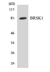 Western blot analysis of extracts from 293 cells, using BRSK1 Antibody. The lane on the right is treated with the synthesized peptide.