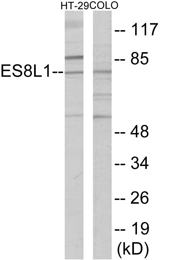Western blot analysis of extracts from COLO205/HT-29 cells, using ES8L1 Antibody.