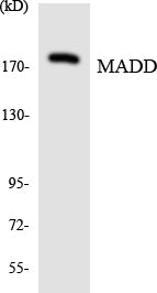 Western blot analysis of extracts from COLO/HeLa/Jurkat cells, using MADD Antibody.