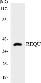 Western blot analysis of extracts from HT-29 cells, using REQU Antibody.