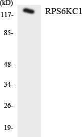 Western blot analysis of extracts from K562 cells, using RPS6KC1 Antibody.
