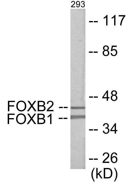 Western blot analysis of extracts from 293 cells, using FOXB1/2 Antibody. The lane on the right is treated with the synthesized peptide.