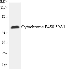 Western blot analysis of extracts from 293 cells, using Cytochrome P450 2C19 Antibody. The lane on the right is treated with the synthesized peptide.