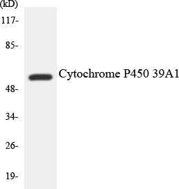 Western blot analysis of extracts from HT-29 cells, using Cytochrome P450 2D6 Antibody. The lane on the right is treated with the synthesized peptide.