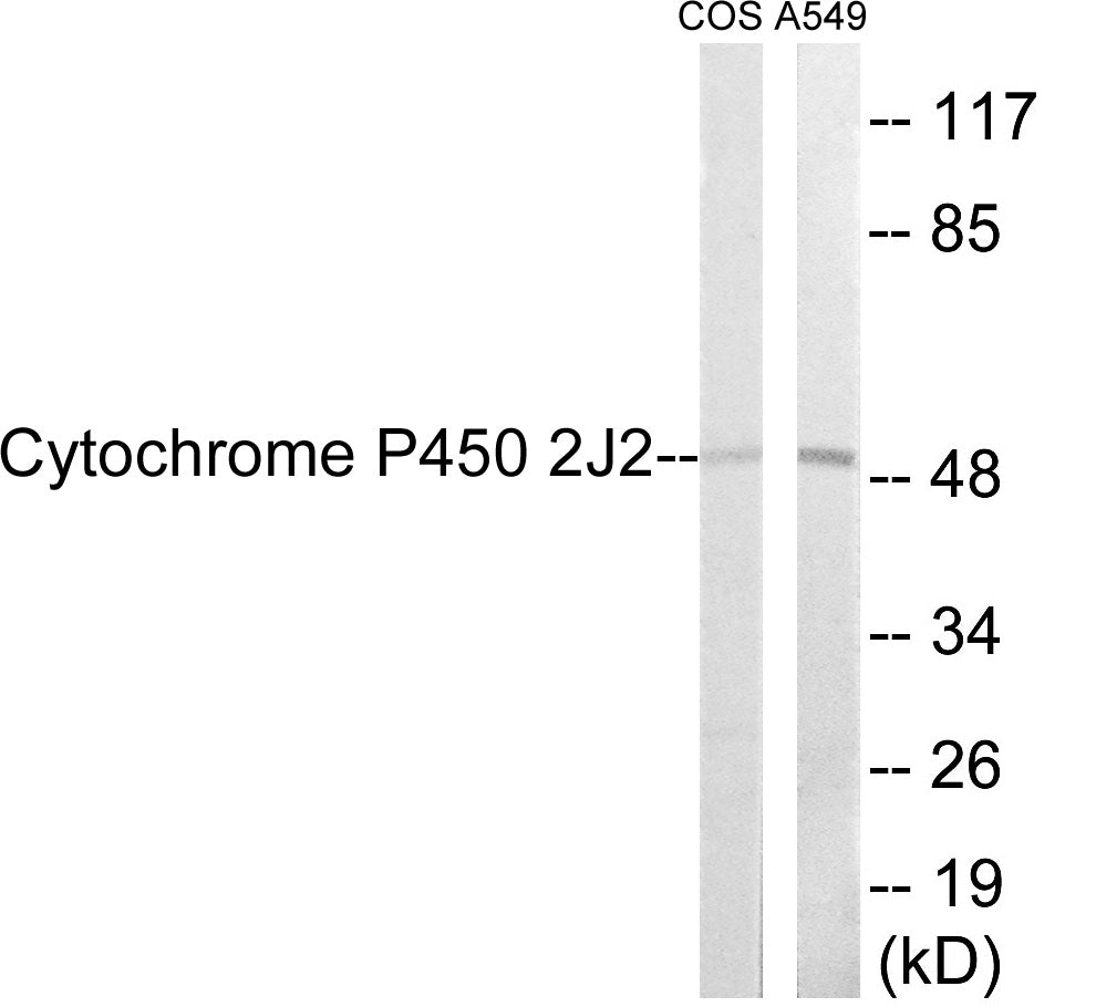 Western blot analysis of extracts from A549/COS7 cells, using Cytochrome P450 2J2 Antibody.
