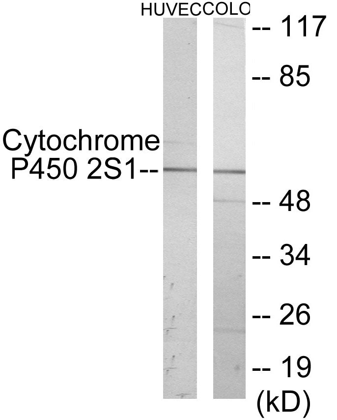 Western blot analysis of extracts from HuvEc/COLO cells, using Cytochrome P450 2S1 Antibody.
