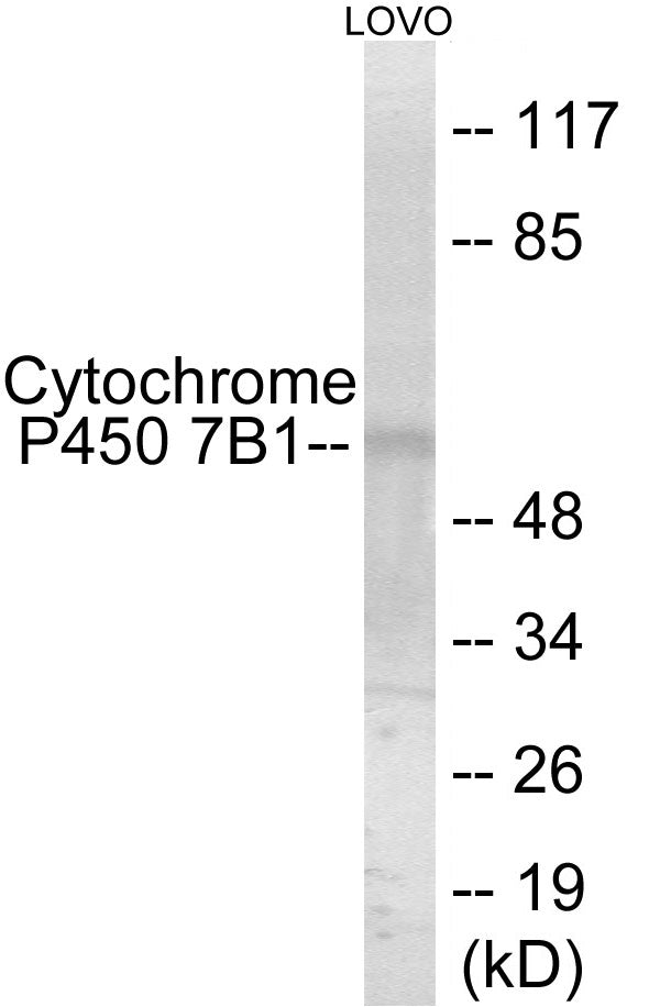 Western blot analysis of extracts from LOVO cells, using Cytochrome P450 7B1 Antibody. The lane on the right is treated with the synthesized peptide.