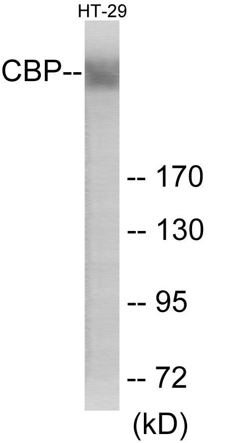 Western blot analysis of extracts from HT-29 cells, treated with calyculinA 50ng/ml 30’, using CBP Antibody.