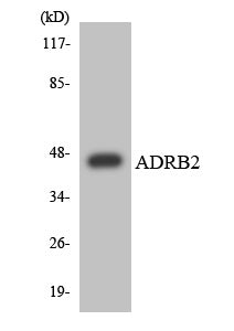 Western blot analysis of extracts from HeLa cells, using ADRB2 Antibody.