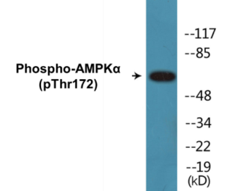 Western blot analysis of extracts from COS7 cells, using AMPK alpha (Phospho-Thr172) Antibody.