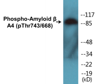 Western blot analysis of extracts from HeLa cells, using Amyloid beta A4 (Phospho-Thr743/668)
