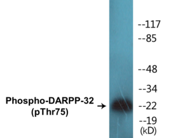 Western blot analysis of extracts from COS7 cells treated with Forskolin 40nM 30', using DARPP-32 (Phospho-Thr75) Antibody.