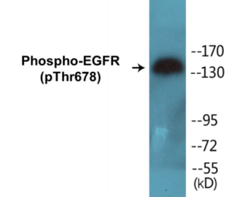 Western blot analysis of extracts from COS7 cells treated with EGF 200ng/ml 30', using EGFR (Phospho-Thr678) Antibody.