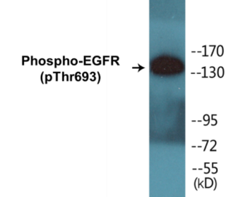 Western blot analysis of extracts from A431 cells, using EGFR (Phospho-Thr693) Antibody.
