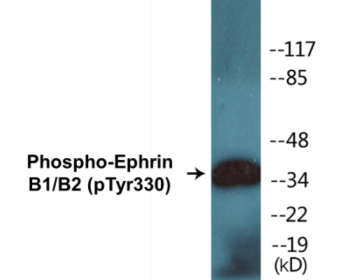Western blot analysis of extracts from 293 cells treated with TNF-a 20ng/ml 30', using EFNB1/2 (Phospho-Tyr330) Antibody.