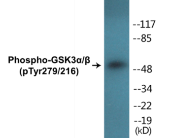 Western blot analysis of extracts from HeLa cells, using GSK3 alpha/beta (Phospho-Tyr279/216) Antibody.