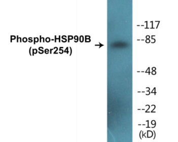 Western blot analysis of extracts from HeLa cells treated with TNF-a 10ng/ml 30', using HSP90B (Phospho-Ser254) Antibody.