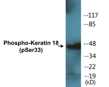 Western blot analysis of extracts from HT29 cells, using Keratin 18 (Phospho-Ser33) Antibody.