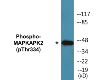 Western blot analysis of extracts from NIH-3T3 cells, using MAPKAPK2 (Phospho-Thr334) Antibody.