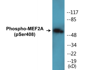 Western blot analysis of extracts from HeLa cells treated with PMA 125ng/ml 30', using MEF2A (Phospho-Ser408) Antibody.