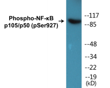 Western blot analysis of extracts from HeLa cells treated with LPS 100ng/ml 30', using NF-kappaB p105/p50 (Phospho-Ser927) Antibody.