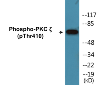 Western blot analysis of extracts from NIH-3T3 cells treated with PMA 125ng/ml 30', using PKC zeta (Phospho-Thr410) Antibody.