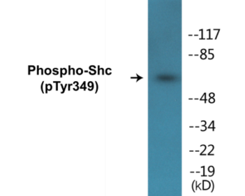 Western blot analysis of extracts from 293 cells treated with EGF 200ng/ml 30', using Shc (Phospho-Tyr349) Antibody.