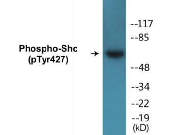 Western blot analysis of extracts from 293 cells treated with EGF 200ng/ml 5', using Shc (Phospho-Tyr427) Antibody.