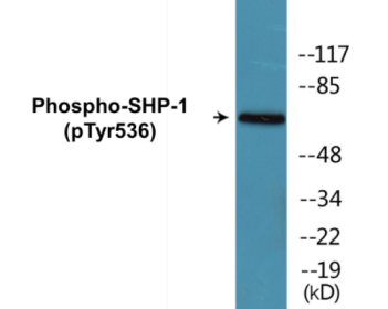 Western blot analysis of extracts from RAW264.7 cells treated with EGF 200ng/ml 5', using SHP-1 (Phospho-Tyr536) Antibody.