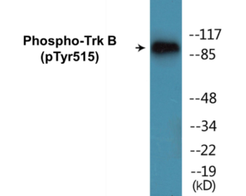 Western blot analysis of extracts from NIH-3T3 cells, using Trk B (Phospho-Tyr515) Antibody.
