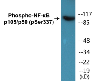 Western blot analysis of extracts from MDA-MB-435 cells, using NF-kappaB p105/p50 (Phospho-Ser337) Antibody.