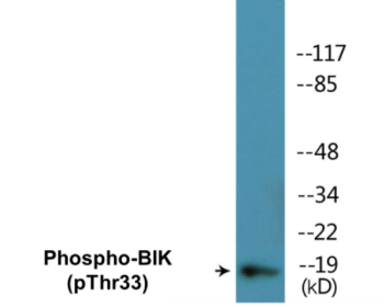 Western blot analysis of extracts from K562 cells, using BIK (Phospho-Thr33) Antibody.