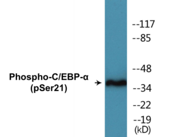 Western blot analysis of extracts from HepG2 cells treated with EGF 200ng/ml 5', using C/EBP-alpha (Phospho-Ser21) Antibody.