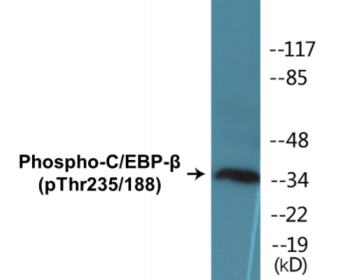 Western blot analysis of extracts from HepG2 cells treated with EGF 200ng/ml 30', using C/EBP-beta (Phospho-Thr235/188) Antibody.