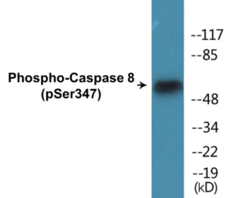 Western blot analysis of extracts from Jurkat cells, using Caspase 8 (Phospho-Ser347) Antibody.