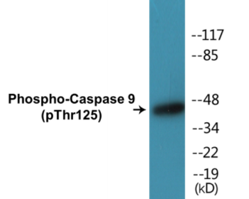 Western blot analysis of extracts from HeLa cells treated with TNF 20ng/ml 5'+calyculinA 50ng/ml 5', using Caspase 9 (Phospho-Thr125) Antibody.