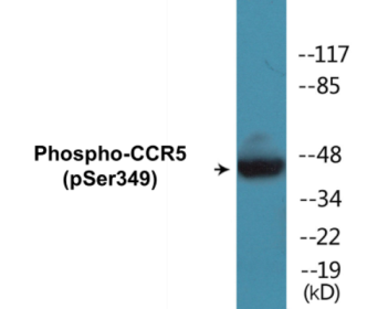 Western blot analysis of extracts from RAW264.7 cells treated with PMA 125ng/ml 30', using CCR5 (Phospho-Ser349) Antibody.