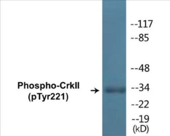 Western blot analysis of extracts from COS7 cells, using CrkII (Phospho-Tyr221) Antibody.