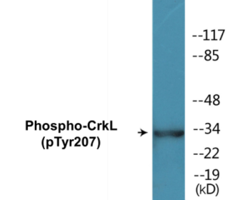 Western blot analysis of extracts from COS7 cells, using CrkL (Phospho-Tyr207) Antibody.