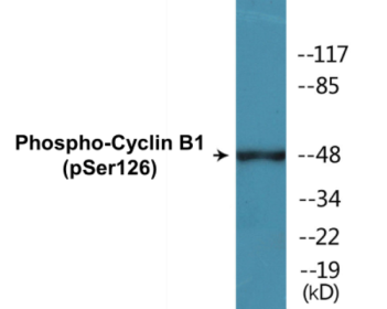 Western blot analysis of extracts from NIH-3T3 cells treated with EGF 200ng/ml 15', using Cyclin B1 (Phospho-Ser126) Antibody.