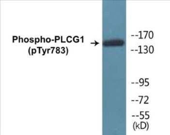 Western blot analysis of extracts from COS7 cells treated with EGF 200ng/ml 30', using PLCG1 (Phospho-Tyr783) Antibody.