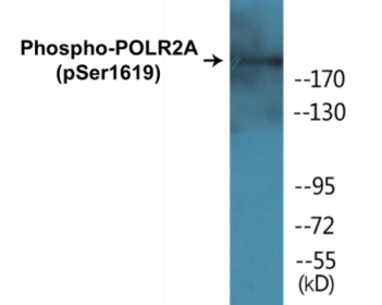 Western blot analysis of extracts from COS7 cells treated with EGF 200ng/ml 30', using POLR2A (Phospho-Ser1619) Antibody.