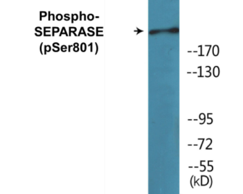 Western blot analysis of extracts from 293 cells treated with EGF 200ng/ml 30', using SEPARASE (Phospho-Ser801) Antibody.
