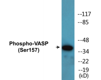 Western blot analysis of extracts from NIH-3T3 cells treated with forskolin 40 muM 30', using VASP (Phospho-Ser157) Antibody.