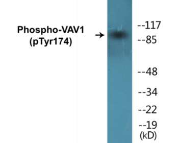 Western blot analysis of extracts from RAW264.7 cells, using VAV1 (Phospho-Tyr174) Antibody.
