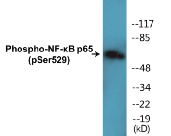 Western blot analysis of extracts from HeLa and Jurkat cells, using NF-kappaB p65 (Phospho-Ser529) Antibody.